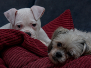 honden foto van Helena&Bink