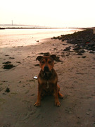 honden foto van Sanny en Purcy