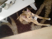 honden foto van Esra