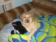 honden foto van sander