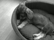 honden foto van Puckie