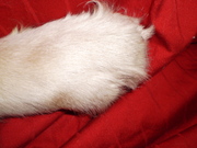 honden foto van Wanda