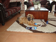 honden foto van monica