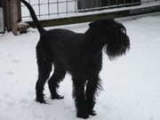 honden foto van kempen