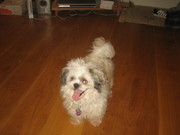 honden foto van dado