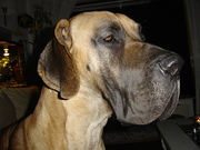 honden foto van erwin