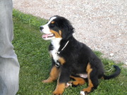 honden foto van andy vdb