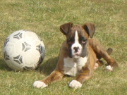 honden foto van cederic poot
