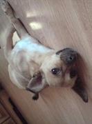 honden foto honden foto van wenli