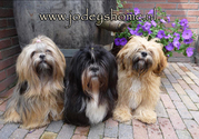 honden foto van Lhasa Apso kennel 