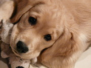 honden foto van Nele