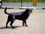 honden foto van klaske