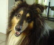 honden foto honden foto van kurt vandevelde