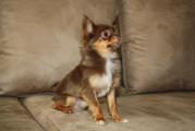 honden foto van mini_chihuahua