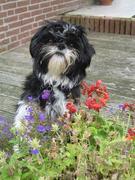 honden foto van mariko