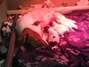 honden foto van stefanie