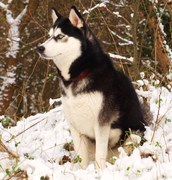 honden foto van Rosalin Kuys