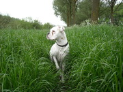 honden foto van nathalie