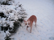 honden foto van Thirza en laika