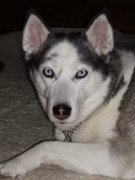 honden foto van Arie Feith