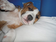 honden foto van sanne