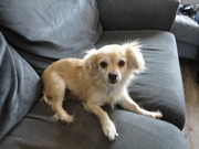 honden foto van annemarie