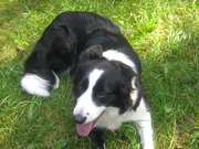 honden foto van sarah