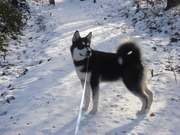 honden foto van Alaska Malamute