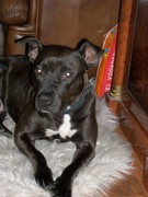 honden foto van Lilian