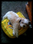 honden foto van Diana