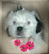 honden foto van Ursula