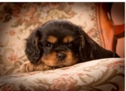 honden foto van G. Loekemeijer