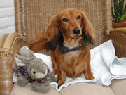 honden foto honden foto van Katy