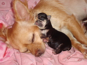 honden foto van Ruth