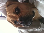 honden foto van Tanja