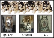 honden foto honden foto van YLA EN BOYAR