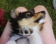 honden foto van Sheltiefan21