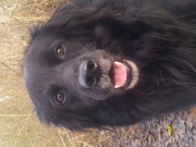 honden foto van sonja