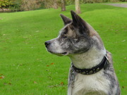 honden foto van wim de vos