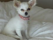 honden foto van lydia