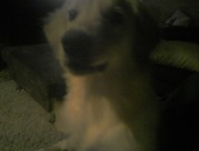 honden foto honden foto van Brent