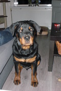 honden foto honden foto van akke may