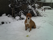 honden foto van melvin 
