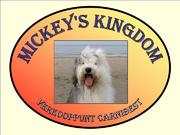 honden foto van doggywebshop