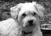 honden foto van Elvire