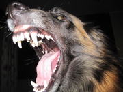 honden foto van Fadia