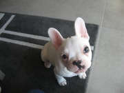 honden foto van Sarah