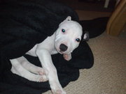 honden foto van Carola