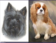 honden foto van Jose