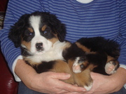 honden foto van Laura Koningen